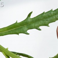 Oxford Ragwort